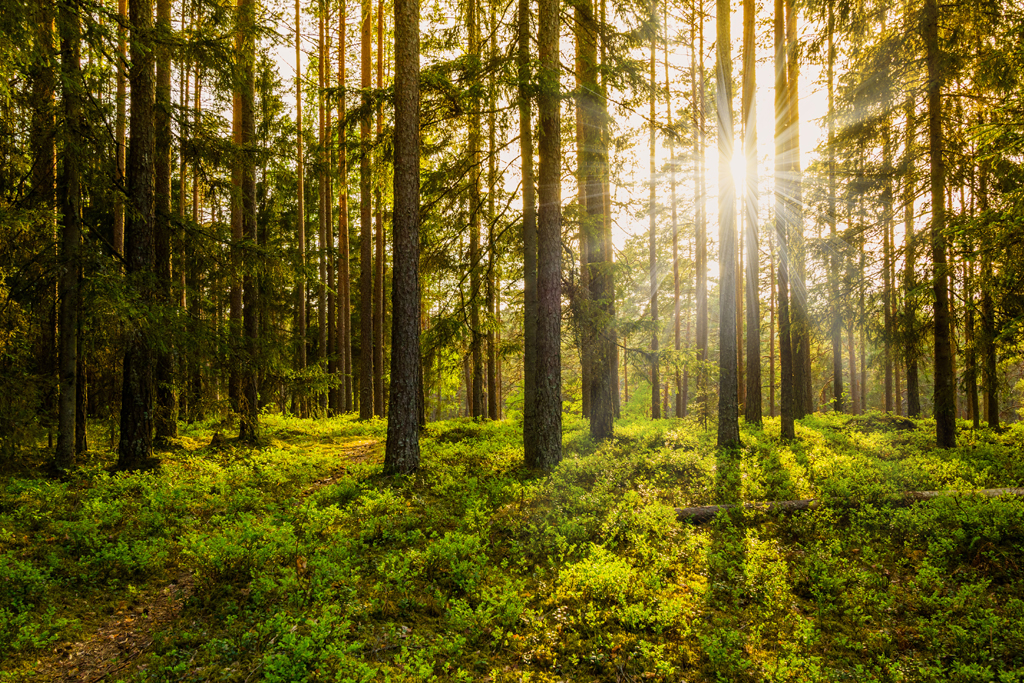 Sun Shining Through Trees In A Forest